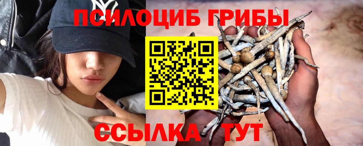 Псилоцибиновые грибы Psilocybe Ливны